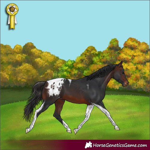 Horse Color:Brown Tobiano Appaloosa