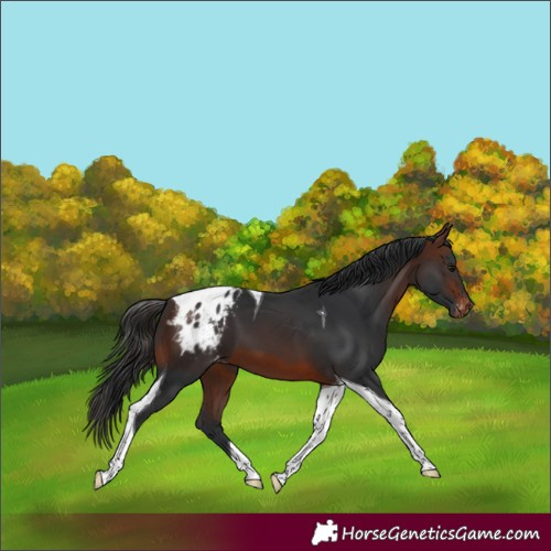 Horse Color:Brown Tobiano Appaloosa 