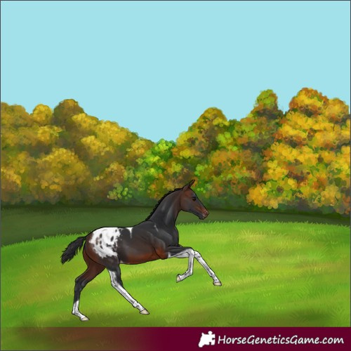 Horse Color:Brown Tobiano Appaloosa 