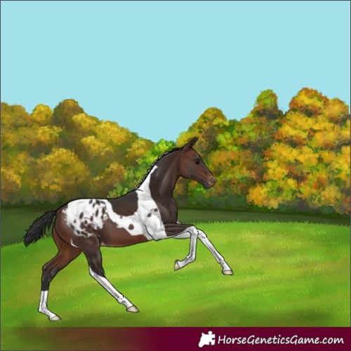 Horse Color:Brown Tobiano Appaloosa 