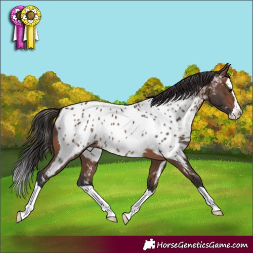 Horse Color:Brown Splash Near Leopard 