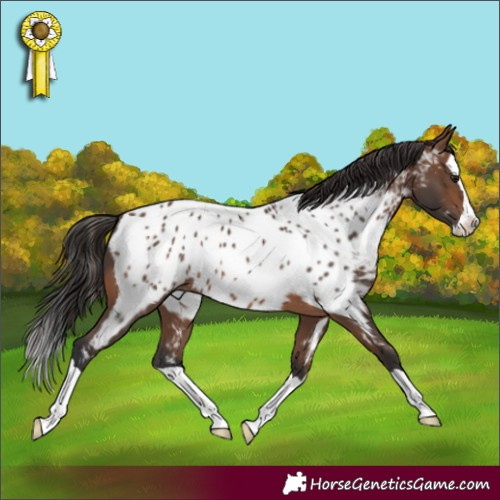 Horse Color:Brown Splash Appaloosa