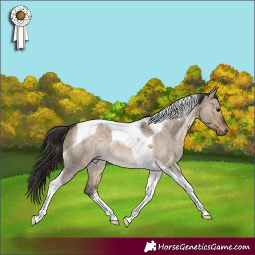 Horse Color:Brown Roan Dun Tobiano