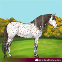 Horse Color:Bay Appaloosa 