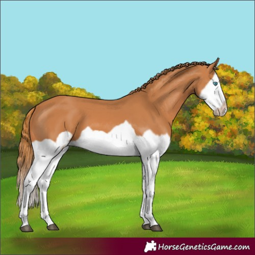 Horse Color:Chestnut Splash Frame 