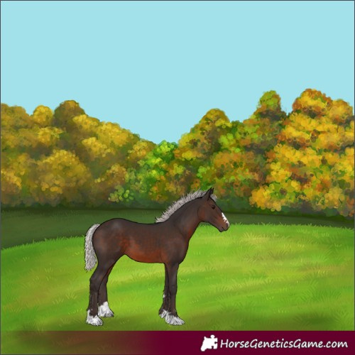 Horse Color:Silver Brown 