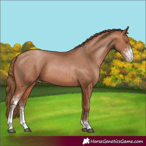 Horse Color:Brown Pearl Sabino Appaloosa