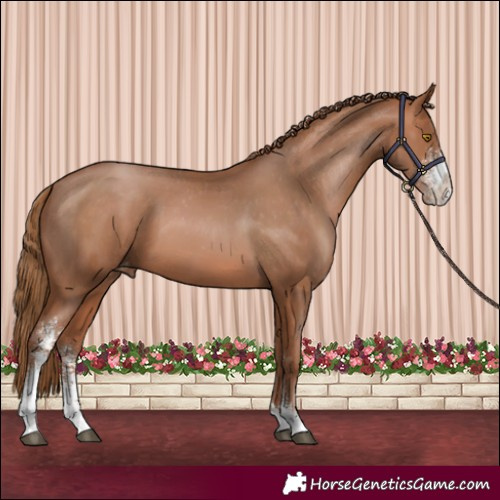 Horse Color:Brown Pearl Sabino Varnish 