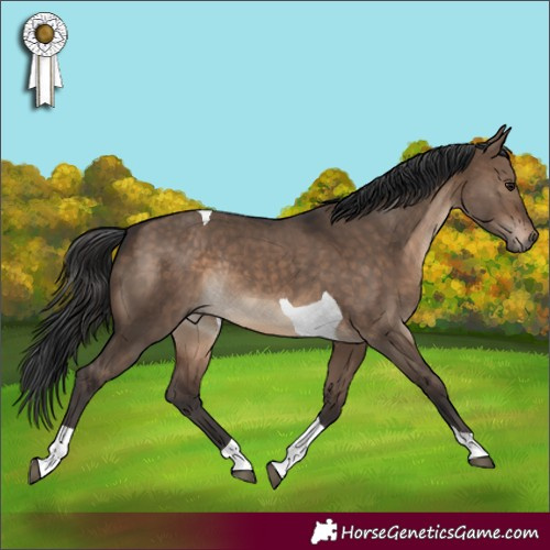 Horse Color:Brown Dun Tobiano Rabicano