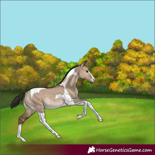 Horse Color:Liver Red Dun Tobiano Rabicano 