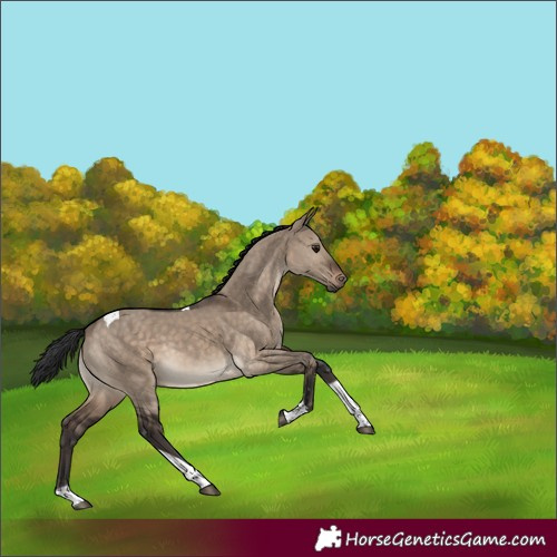 Horse Color:Brown Dun Tobiano Rabicano 