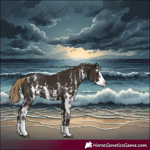 Horse Color:Liver Chestnut Sabino Splash Appaloosa 
