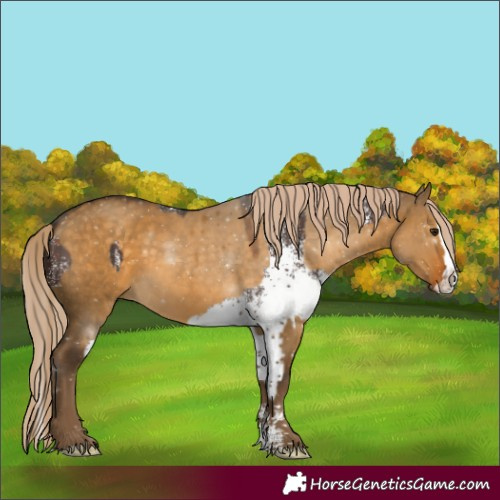 Horse Color:White Spotted Silver Brown and Chocolate Palomino Dun Sabino Splash Rabicano