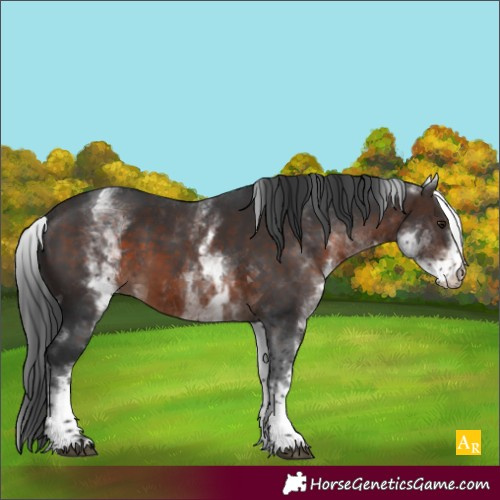 Horse Color:White Spotted Brown Tobiano