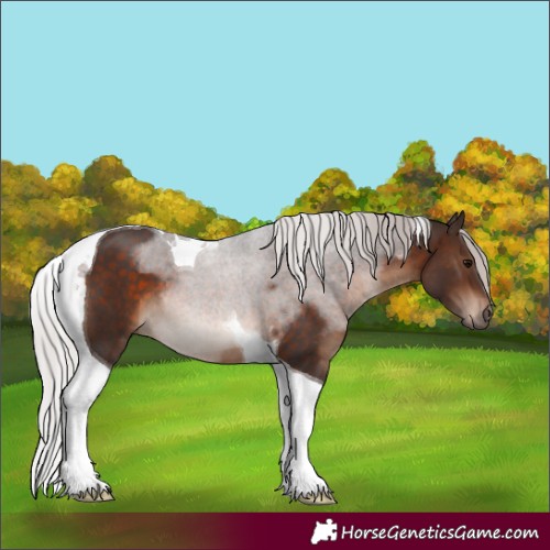 Horse Color:Silver Brown Tobiano 