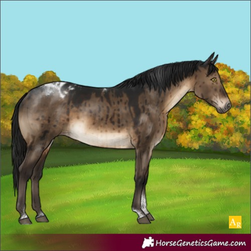 Horse Color:Gray Brown Dun Tobiano Blanket Rabicano Brindle 