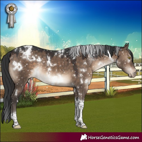 Horse Color:White Spotted Brown Dun Tobiano Appaloosa Rabicano