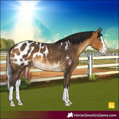 Horse Color:Buckskin Splash Appaloosa