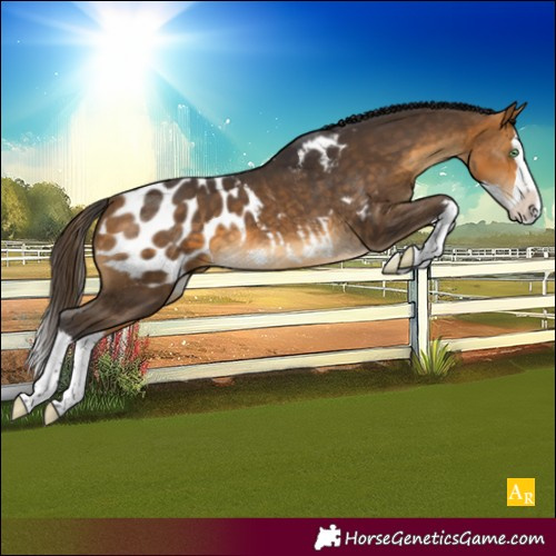 Horse Color:Buckskin Splash Appaloosa