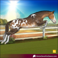 Horse Color:Buckskin Splash Appaloosa