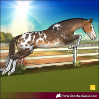 Horse Color:Buckskin Splash Blanket 