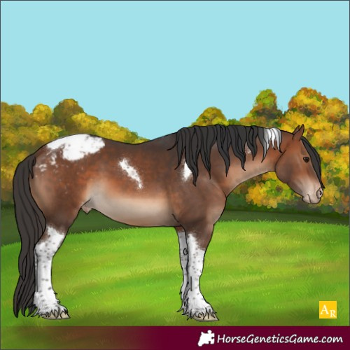 Horse Color:Brown Tobiano Appaloosa