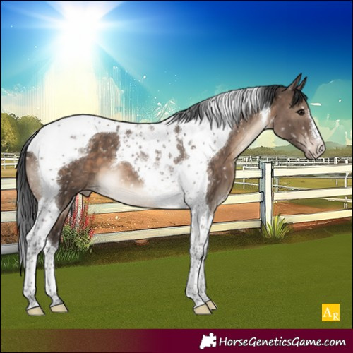 Horse Color:Brown Dun Tobiano Appaloosa Brindle