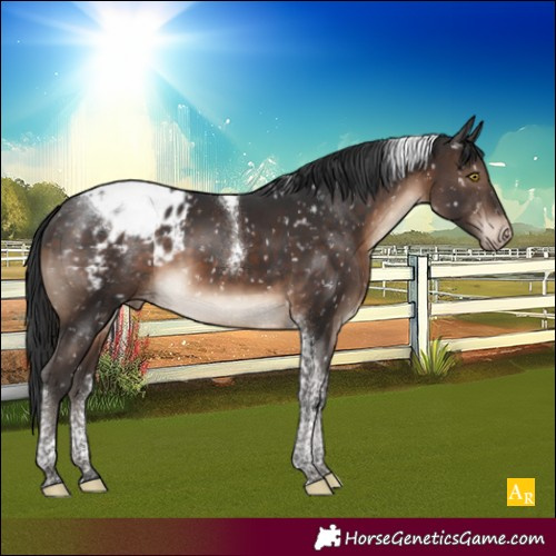 Horse Color:Brown Tobiano Blanket 