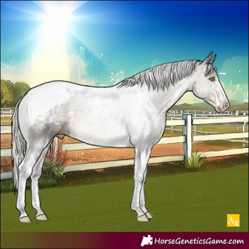 Horse Color:Silver Buckskin Tobiano Appaloosa 