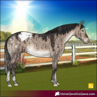 Horse Color:Brown Dun Mushroom Tobiano Appaloosa Brindle 