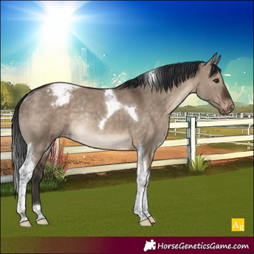Horse Color:Brown Dun Tobiano Appaloosa Rabicano 