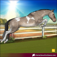 Horse Color:Brown Dun Tobiano Appaloosa Rabicano
