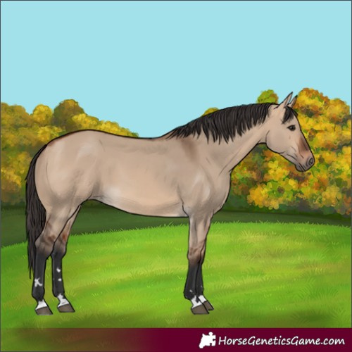 Horse Color:Bay Dun 