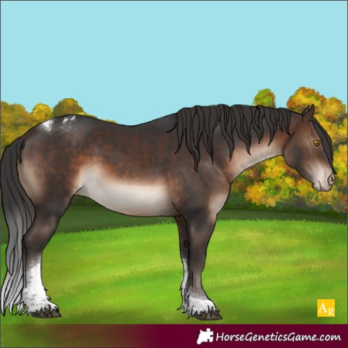 Horse Color:Brown Tobiano Appaloosa