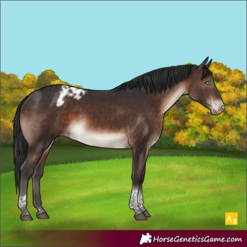 Horse Color:Brown Mushroom Tobiano Appaloosa