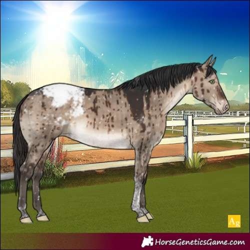 Horse Color:Brown Dun Tobiano Appaloosa Brindle