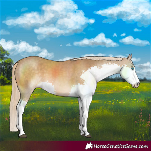 Horse Color:Chocolate Palomino Splash 