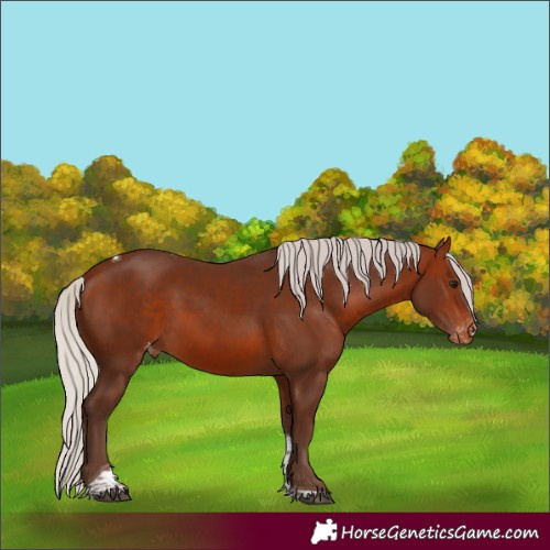 Horse Color:Silver Brown Tobiano Skewed Appaloosa Rabicano 