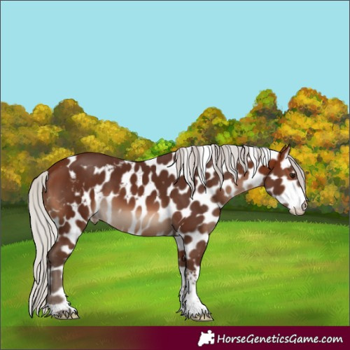 Horse Color:Silver Brown Tobiano Skewed Appaloosa Rabicano