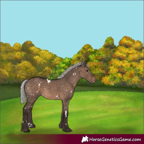 Horse Color:White Spotted Silver Brown Dun Skewed Appaloosa 