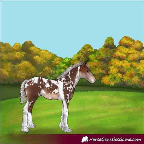 Horse Color:White Spotted Silver Bay Tobiano Skewed Appaloosa Rabicano 