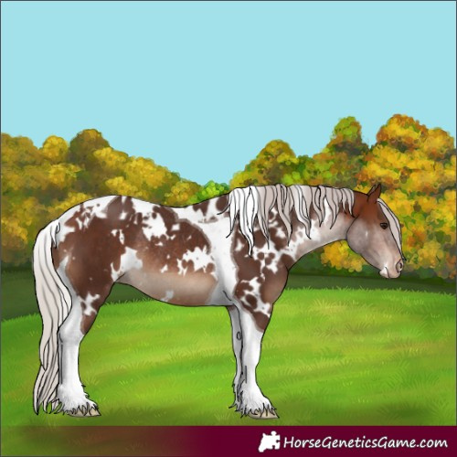 Horse Color:White Spotted Silver Bay Tobiano Skewed Appaloosa Rabicano 