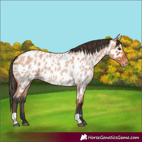 Horse Color:Bay Roan Near Leopard 