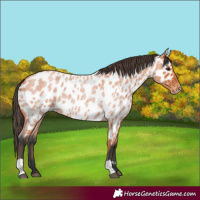 Horse Color:Bay Roan Near Leopard 