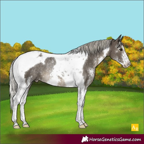 Horse Color:Silver Smoky Black Sabino Tobiano Varnish Rabicano 