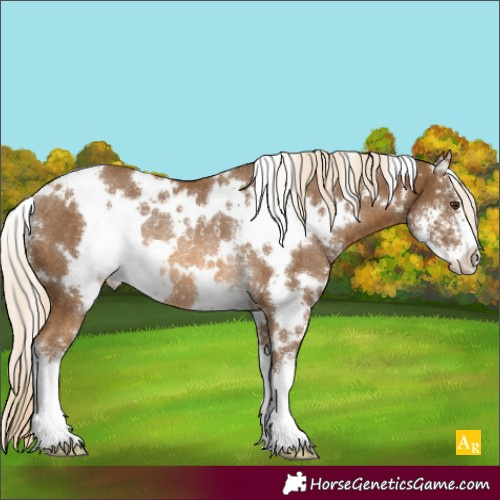 Horse Color:White Spotted Chocolate Palomino Sabino Rabicano 