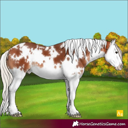 Horse Color:White Spotted Silver Bay Splash 