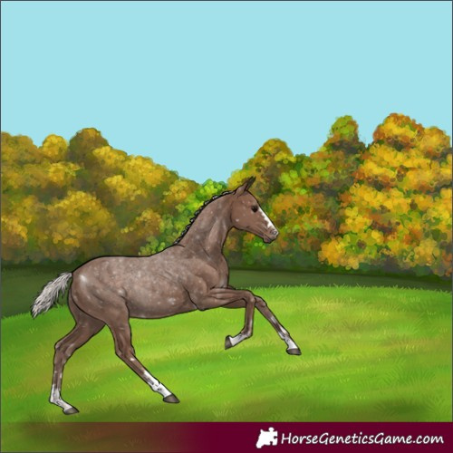 Horse Color:Silver Black 