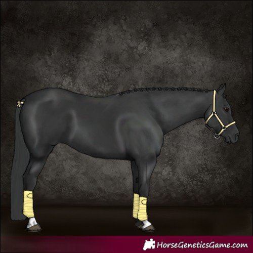 Horse Color:Black and Black