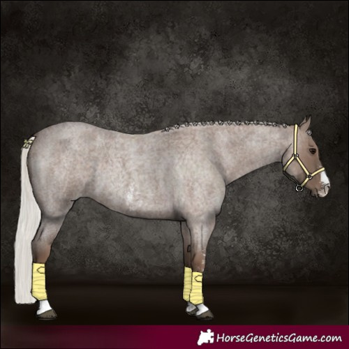 Horse Color:Silver Blue Roan Sabino